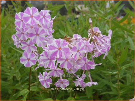 Phlox &amp;#39;Natascha&amp;#39; | Hoge vlambloem, Vlambloem, Flox, Floks | Hohe Flammenblume