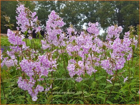 Phlox &amp;#39;Natascha&amp;#39; | Hoge vlambloem, Vlambloem, Flox, Floks | Hohe Flammenblume