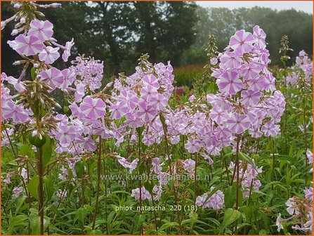Phlox &amp;#39;Natascha&amp;#39; | Hoge vlambloem, Vlambloem, Flox, Floks | Hohe Flammenblume