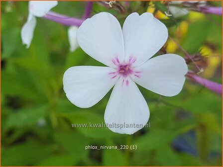 Phlox &#039;Nirvana&#039; | Hoge vlambloem, Vlambloem, Flox, Floks | Hohe Flammenblume