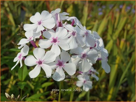 Phlox &#039;Nirvana&#039; | Hoge vlambloem, Vlambloem, Flox, Floks | Hohe Flammenblume