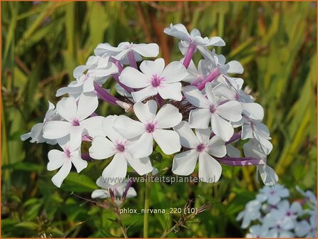 Phlox &#039;Nirvana&#039; | Hoge vlambloem, Vlambloem, Flox, Floks | Hohe Flammenblume