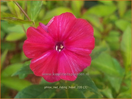 Phlox &amp;#39;Red Riding Hood&amp;#39; | Hoge vlambloem, Vlambloem, Flox, Floks | Hohe Flammenblume