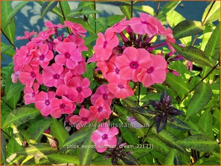 Phlox &amp;#39;Sweet Summer Dream&amp;#39; | Hoge vlambloem, Vlambloem, Flox, Floks | Hohe Flammenblume
