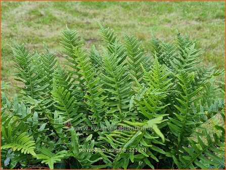 Polypodium vulgare | Gewone eikvaren, Eikvaren | Engels&uuml;&szlig;