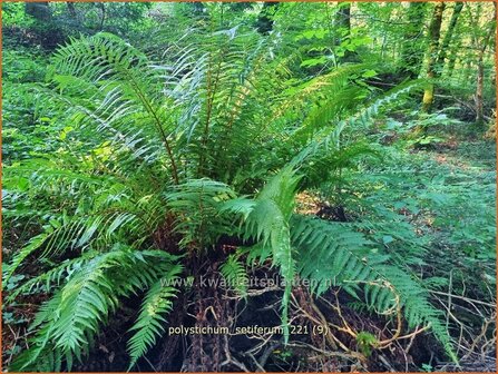 Polystichum setiferum | Zachte naaldvaren, Naaldvaren | Filigranfarn