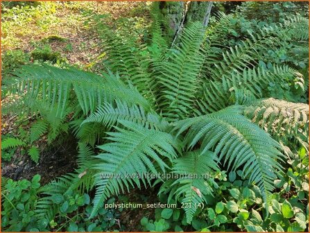 Polystichum setiferum | Zachte naaldvaren, Naaldvaren | Filigranfarn