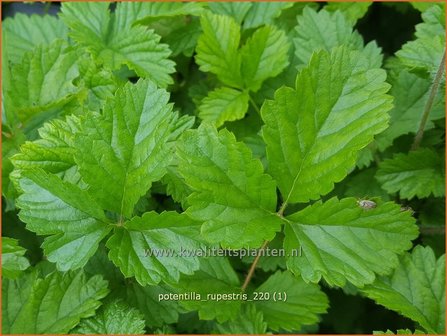 Potentilla rupestris | Rotsganzerik | Felsen-Fingerkraut