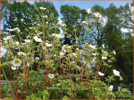 Potentilla rupestris | Rotsganzerik | Felsen-Fingerkraut