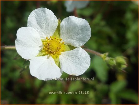 Potentilla rupestris | Rotsganzerik | Felsen-Fingerkraut