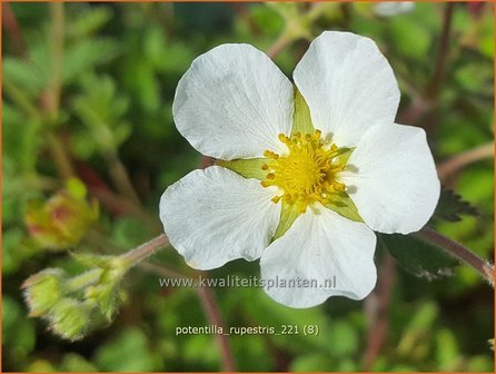 Potentilla rupestris | Rotsganzerik | Felsen-Fingerkraut