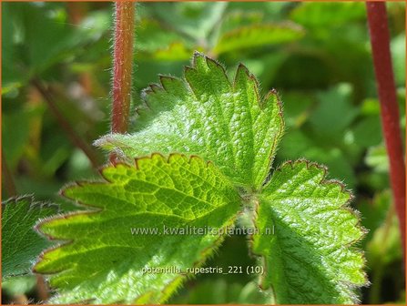 Potentilla rupestris | Rotsganzerik | Felsen-Fingerkraut