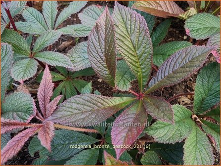 Rodgersia &amp;#39;Bronze Peacock&amp;#39; | Schout-bij-nacht, Kijkblad | Schaublatt
