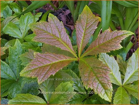 Rodgersia podophylla &amp;#39;Braunlaub&amp;#39; | Schout-bij-nacht, Kijkblad | Gestieltbl&auml;ttriges Schaublatt