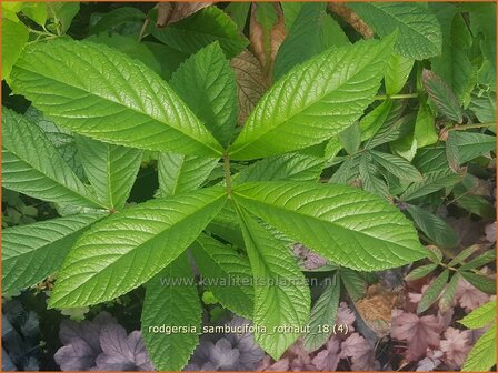Rodgersia sambucifolia &#039;Rothaut&#039; | Schout-bij-nacht, Kijkblad | Holunderbl&auml;ttriges Schaublatt | Rodger&amp;#x0