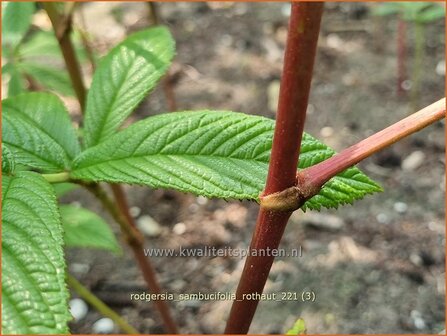 Rodgersia sambucifolia &#039;Rothaut&#039; | Schout-bij-nacht, Kijkblad | Holunderbl&auml;ttriges Schaublatt | Rodger&amp;#x0