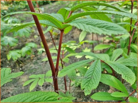 Rodgersia sambucifolia &amp;#39;Rotstiel&amp;#39; | Schout-bij-nacht, Kijkblad | Holunderbl&auml;ttriges Schaublatt