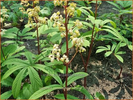 Rodgersia sambucifolia &amp;#39;Rotstiel&amp;#39; | Schout-bij-nacht, Kijkblad | Holunderbl&auml;ttriges Schaublatt