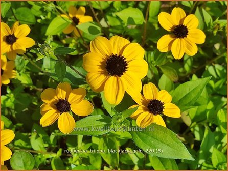 Rudbeckia triloba &amp;#39;Blackjack Gold&amp;#39; | Zonnehoed | Dreilappiger Sonnenhut