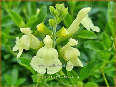 Salvia greggii 'Lemon Light' | Herfstsalie, Salie, Salvia | Herbst-Strauch-Salbei | Autumn Sage