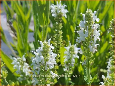 Salvia nemorosa &#039;Schneeh&uuml;gel&#039; | Bossalie, Salie, Salvia | Steppensalbei