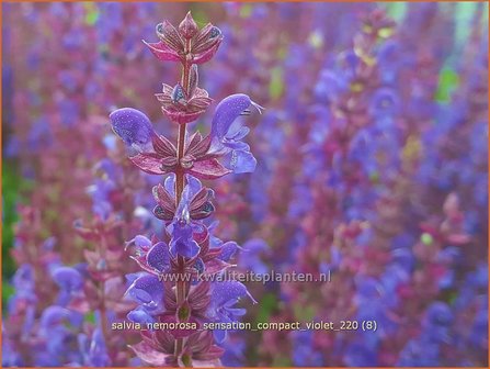 Salvia nemorosa &amp;#39;Sensation Compact Violet&amp;#39;