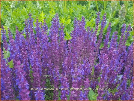Salvia nemorosa &amp;#39;Sensation Compact Violet&amp;#39;