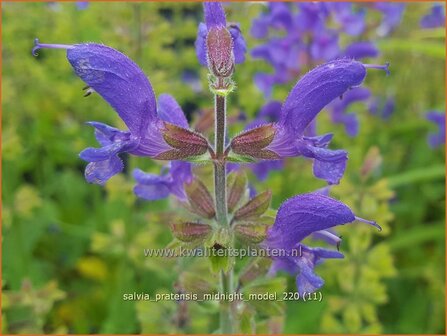 Salvia pratensis &amp;#39;Midnight Model&amp;#39; | Veldsalie, Salie, Salvia | Wiesen-Salbei