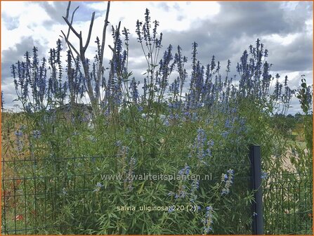 Salvia sclarea var. turkestanica | Scharlei, Muskaatsalie, Salie, Salvia | Muskateller-Salbei | Clary Sage