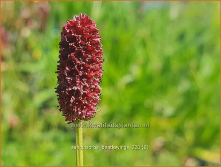Sanguisorba &#039;Beetlewings&#039; | Pimpernel, Sorbenkruid | Wiesenknopf | Burnet