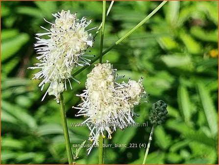 Sanguisorba &amp;#39;Burr Blanc&amp;#39; | Pimpernel, Sorbenkruid | Wiesenknopf