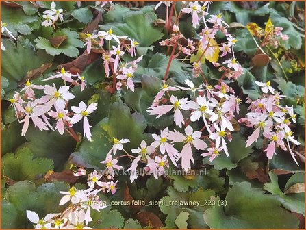 Saxifraga cortusifolia &amp;#39;Sibyll Trelawney&amp;#39; | Herfststeenbreek, Steenbreek | Herbst-Steinbrech