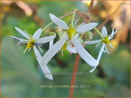Saxifraga cortusifolia &amp;#39;Wada&amp;#39; | Herfststeenbreek, Steenbreek | Herbst-Steinbrech