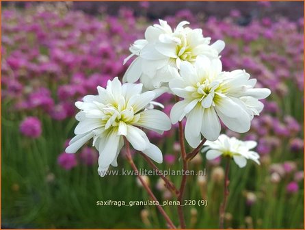 Saxifraga granulata &amp;#39;Plena&amp;#39; | Haarlems klokkenspel, Knolsteenbreek, Steenbreek | Kn&ouml;llchen-Steinbrech