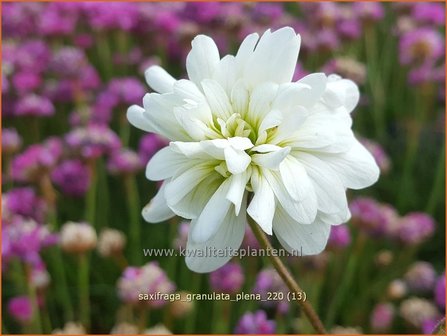 Saxifraga granulata &amp;#39;Plena&amp;#39; | Haarlems klokkenspel, Knolsteenbreek, Steenbreek | Kn&ouml;llchen-Steinbrech