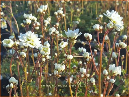 Saxifraga granulata &amp;#39;Plena&amp;#39; | Haarlems klokkenspel, Knolsteenbreek, Steenbreek | Kn&ouml;llchen-Steinbrech