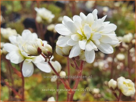 Saxifraga granulata &amp;#39;Plena&amp;#39; | Haarlems klokkenspel, Knolsteenbreek, Steenbreek | Kn&ouml;llchen-Steinbrech