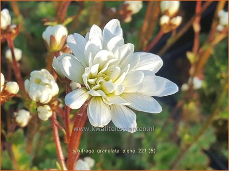 Saxifraga granulata &amp;#39;Plena&amp;#39; | Haarlems klokkenspel, Knolsteenbreek, Steenbreek | Kn&ouml;llchen-Steinbrech