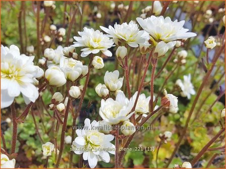 Saxifraga granulata &amp;#39;Plena&amp;#39; | Haarlems klokkenspel, Knolsteenbreek, Steenbreek | Kn&ouml;llchen-Steinbrech