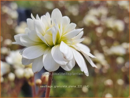 Saxifraga granulata &amp;#39;Plena&amp;#39; | Haarlems klokkenspel, Knolsteenbreek, Steenbreek | Kn&ouml;llchen-Steinbrech