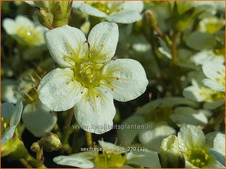 Saxifraga &amp;#39;Limerock&amp;#39; | Mossteenbreek, Steenbreek | Moos-Steinbrech