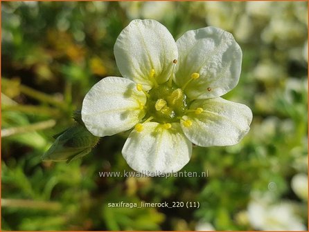 Saxifraga &amp;#39;Limerock&amp;#39; | Mossteenbreek, Steenbreek | Moos-Steinbrech