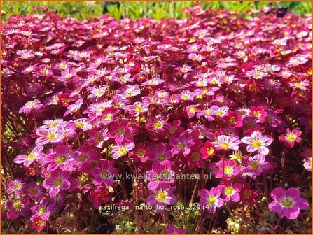Saxifraga &#39;Marto Hot Rose&#39; | Mossteenbreek, Steenbreek | Moos-Steinbrech