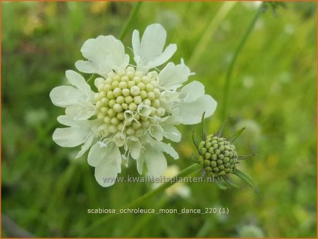 Scabiosa ochroleuca &amp;#39;Moon Dance&amp;#39; | Duifkruid, Schurftkruid | Gelbe Skabiose