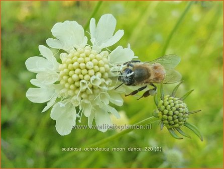 Scabiosa ochroleuca &amp;#39;Moon Dance&amp;#39; | Duifkruid, Schurftkruid | Gelbe Skabiose