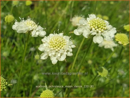 Scabiosa ochroleuca &amp;#39;Moon Dance&amp;#39; | Duifkruid, Schurftkruid | Gelbe Skabiose