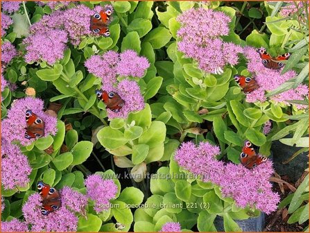 Sedum spectabile &amp;#39;Brillant&amp;#39; | Hemelsleutel, Vetkruid | Ansehnliches Fettblatt