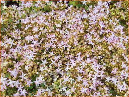 Sedum &#039;Thundercloud&#039; | Hemelsleutel, Vetkruid | Fettblatt