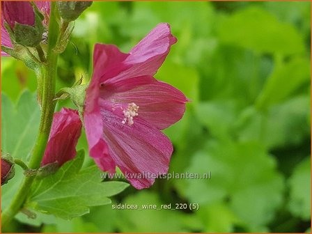 Sidalcea &#039;Wine Red&#039; | Griekse malva, Prairiemalva | Pr&auml;riemalve