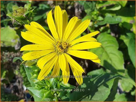 Silphium &amp;#39;Maya&amp;#39; | Zonnekroon | Durchwachsene Silphie